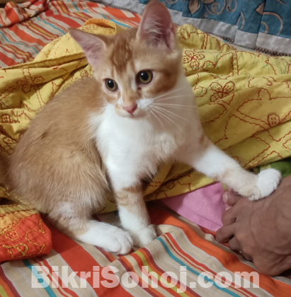 মিক্সড মেল ক্যাট